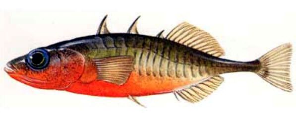 Gasterosteus aculeatus aculeatus_06.jpg